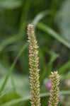 Blackseed plaintain